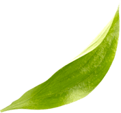 Feuille
