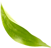 Feuille